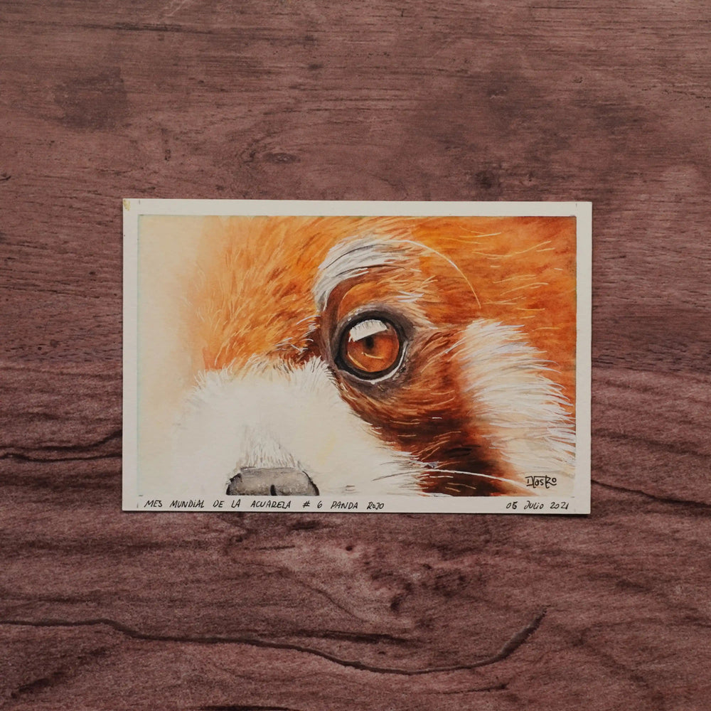 Miradas de la Naturaleza - Panda Rojo | Pintura en acuarela por Daniela Castro