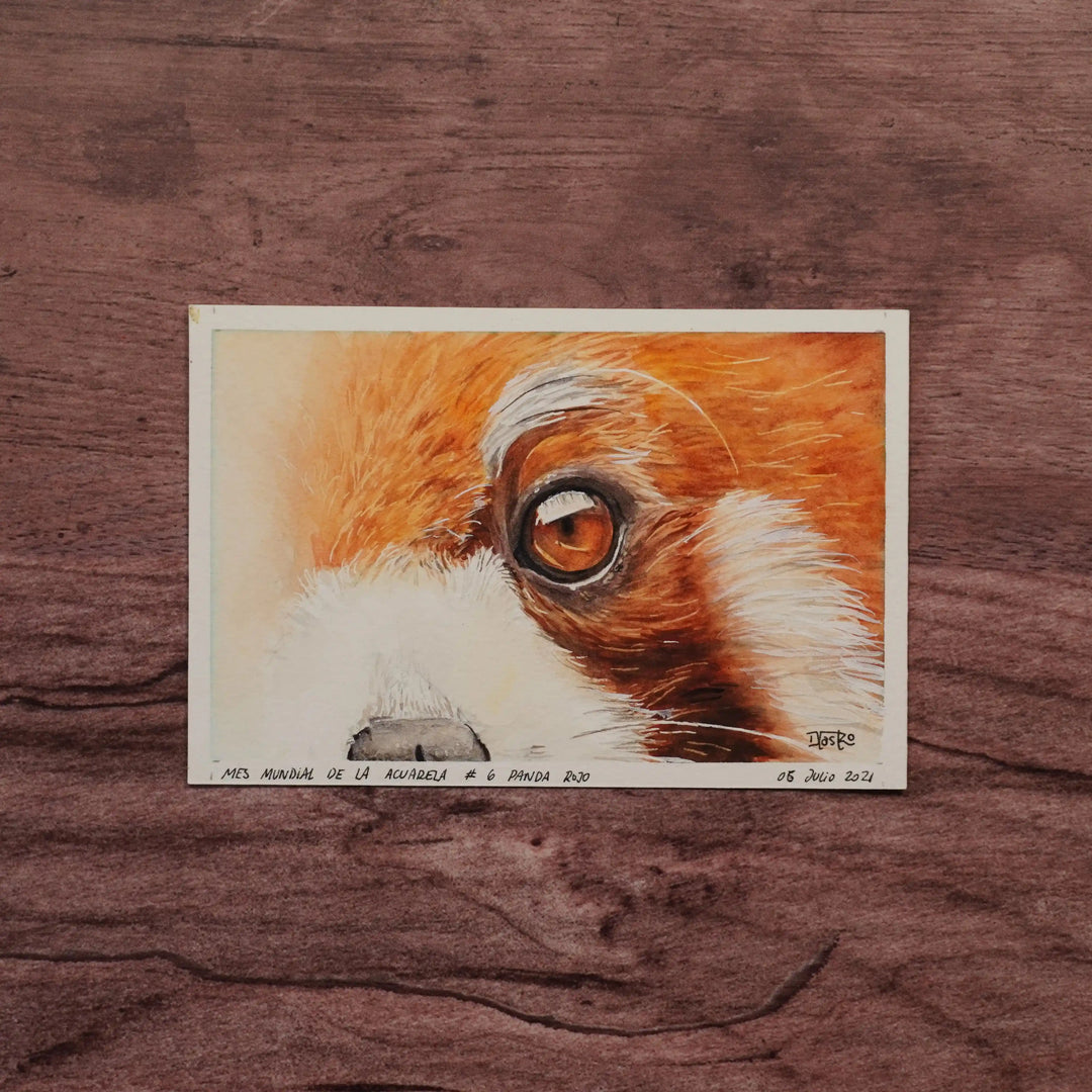 Miradas de la Naturaleza - Panda Rojo | Pintura en acuarela por Daniela Castro
