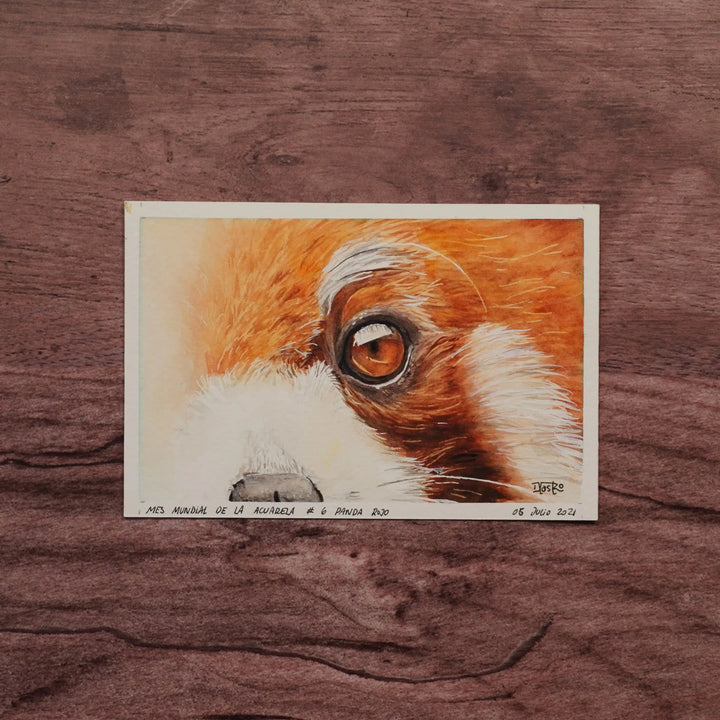 Miradas de la Naturaleza - Panda Rojo | Pintura en acuarela por Daniela Castro